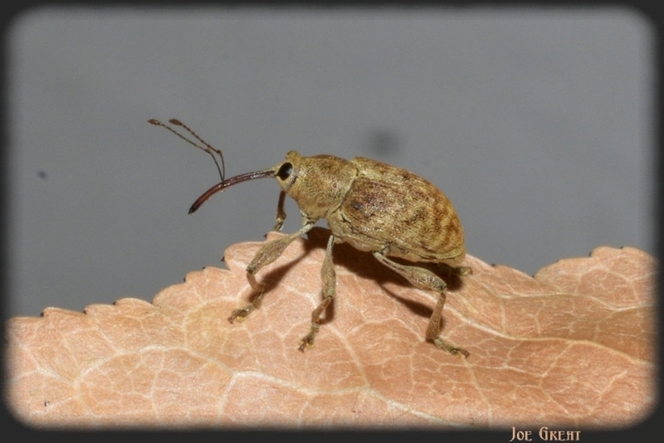 Curculio elephas - gesztenyezsuzsóka