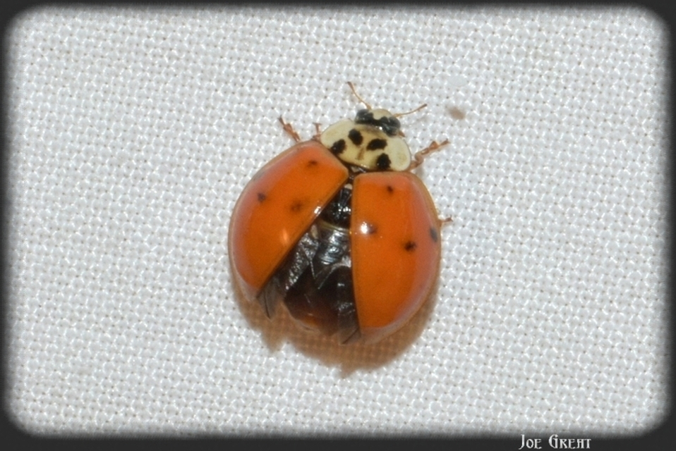 Harmonia axyridis - harlekinkatica