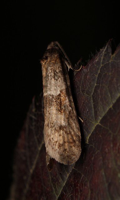 Tortricodes alternella - tavaszi sodrómoly