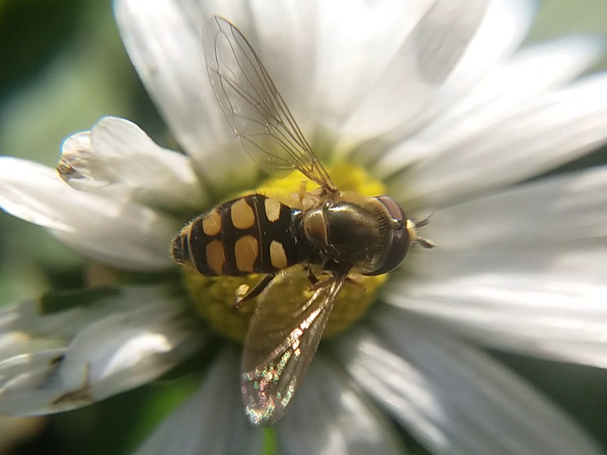 Eupeodes