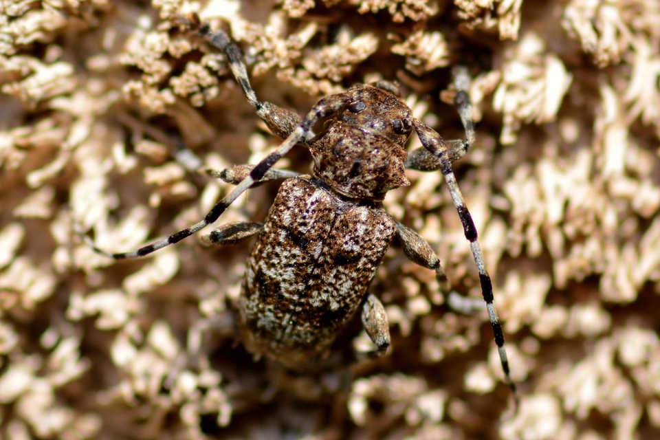 Aegomorphus clavipes - tarka cincér Aegomorphus clavipes - tarka cincér