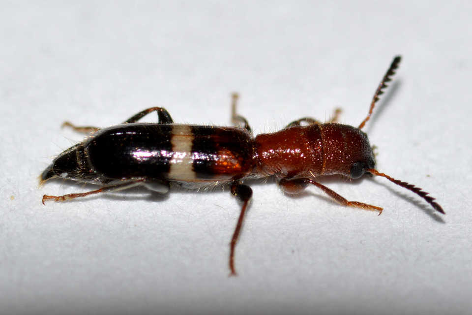 Denops albofasciatus - nagyfejű szúfarkas