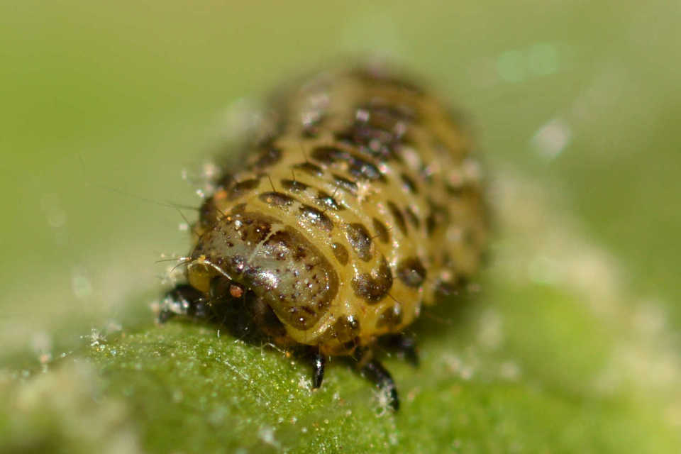 Xanthogalerucella luteola - szilfa-olajosbogár