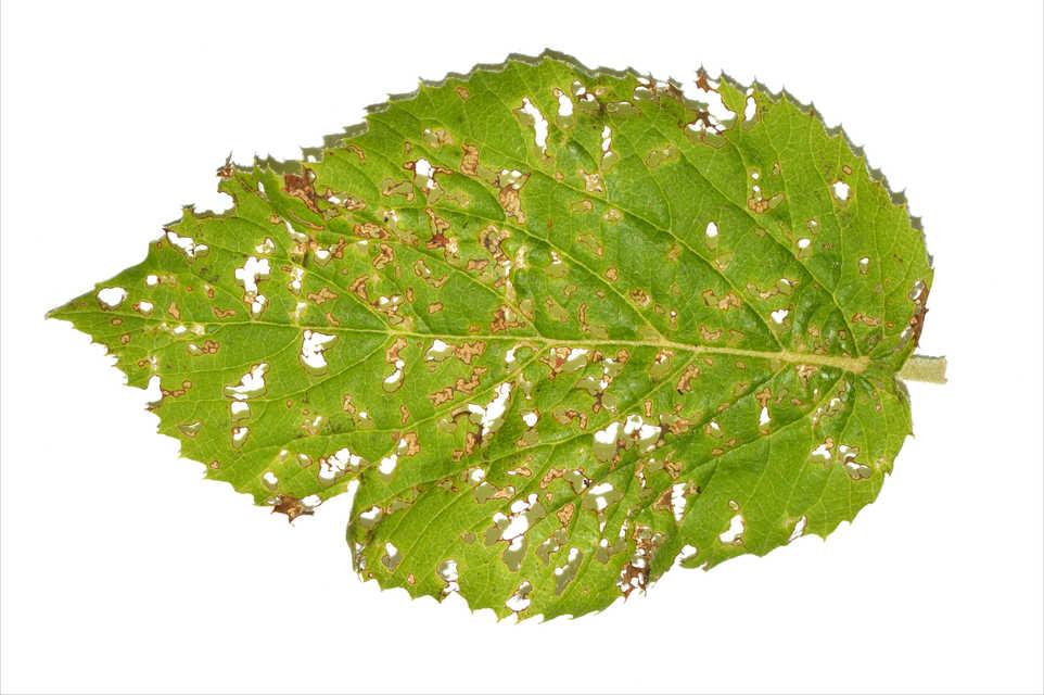 Xanthogalerucella luteola - szilfa-olajosbogár