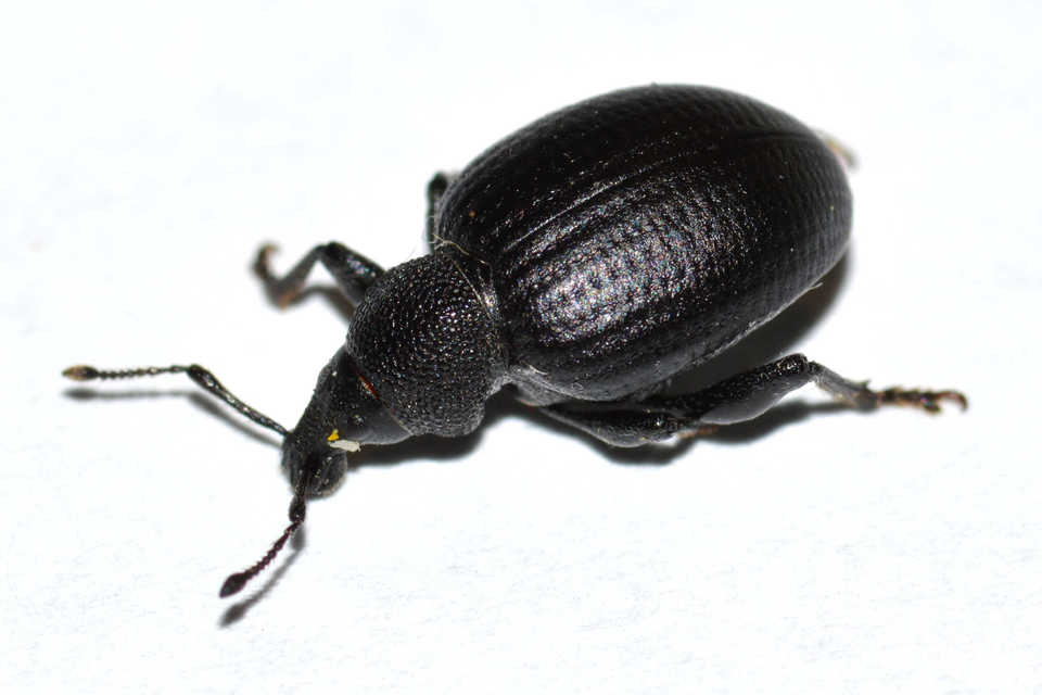 Otiorhynchus catenulatus - gyászos gyalogormányos