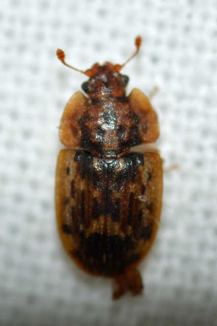 Soronia grisea - pettyegetett fénybogár