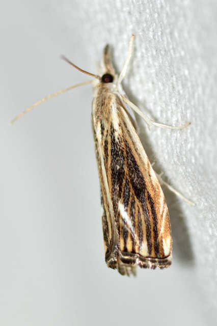 Catoptria verellus - kormos fűgyökérmoly