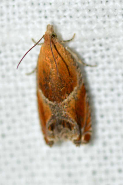 Ancylis obtusana - kutyabenge-horgasmoly