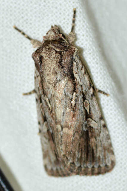 Dichagyris signifera - pompás földibagoly