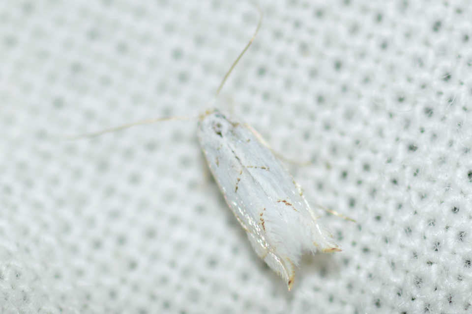 Phyllonorycter abrasella - cseraknázó sátorosmoly