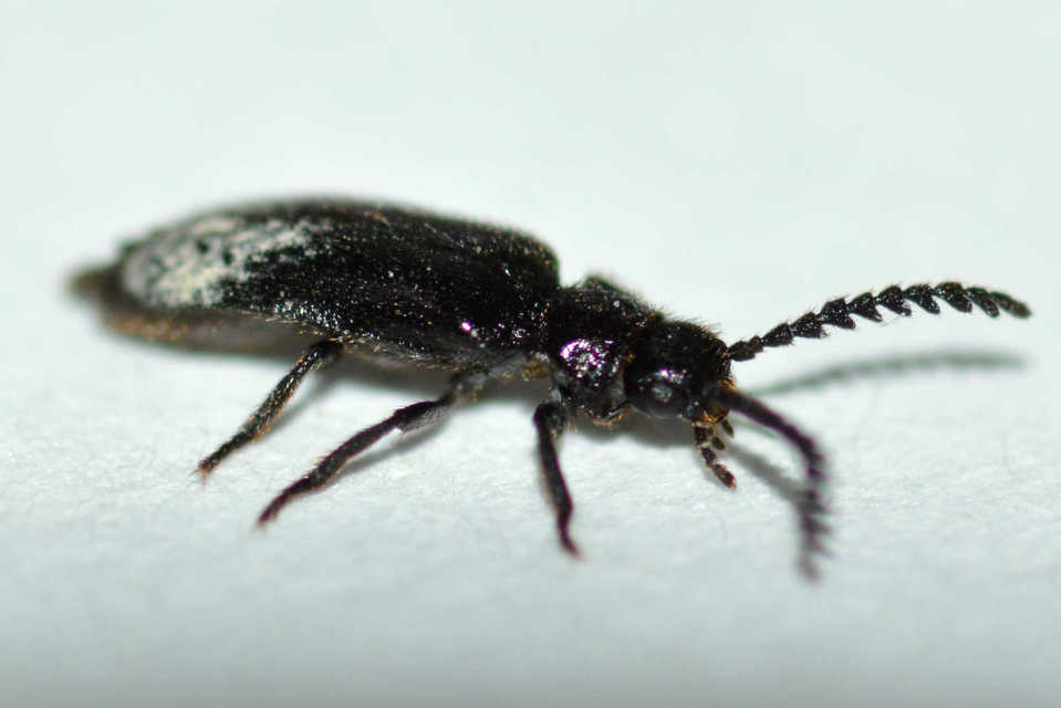 Drilus concolor - fekete csigabogár