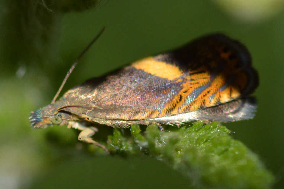 Dichrorampha