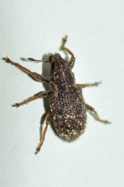 Sitona hispidulus - szőrös csipkézőbogár