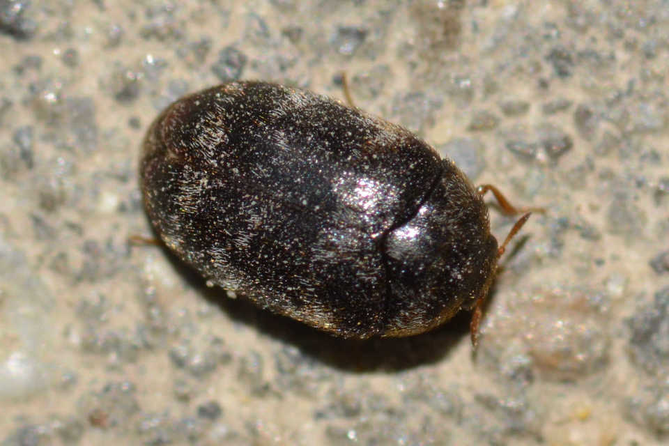 Trogoderma glabrum - fekete gabonaporva