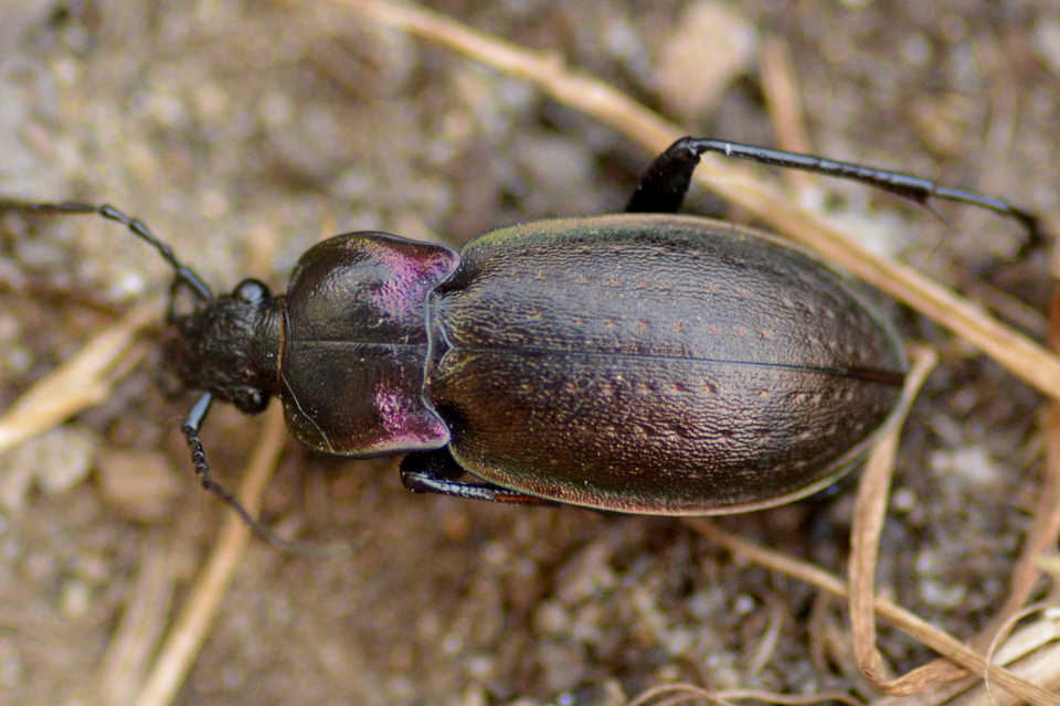 Carabus nemoralis - ligeti futrinka