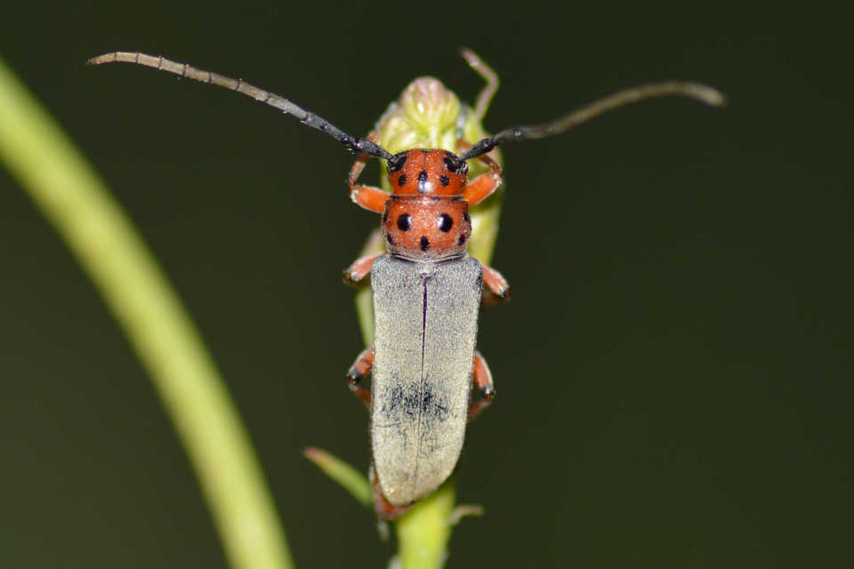 Phytoecia argus - árgusszemű cincér