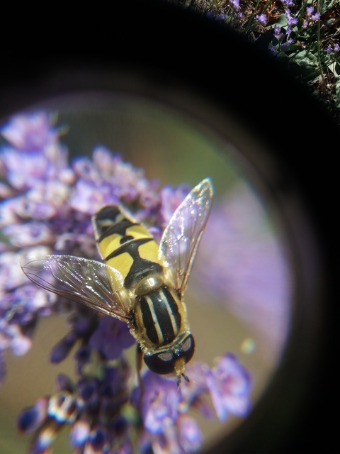 Helophilus trivittatus - nagy mocsárilégy