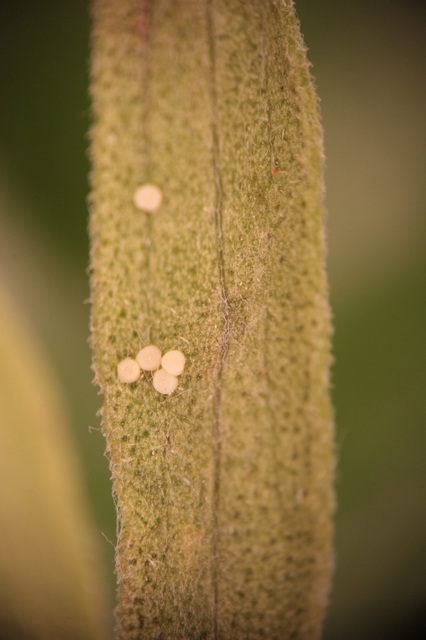 Coleophora impalella - bélmegyeri zsákosmoly