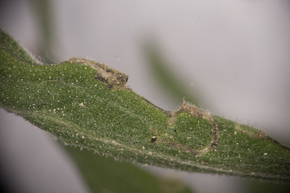 Coleophora impalella - bélmegyeri zsákosmoly