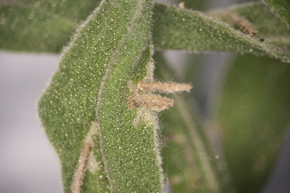 Coleophora impalella - bélmegyeri zsákosmoly