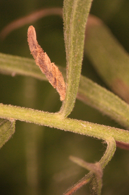 Coleophora impalella - bélmegyeri zsákosmoly