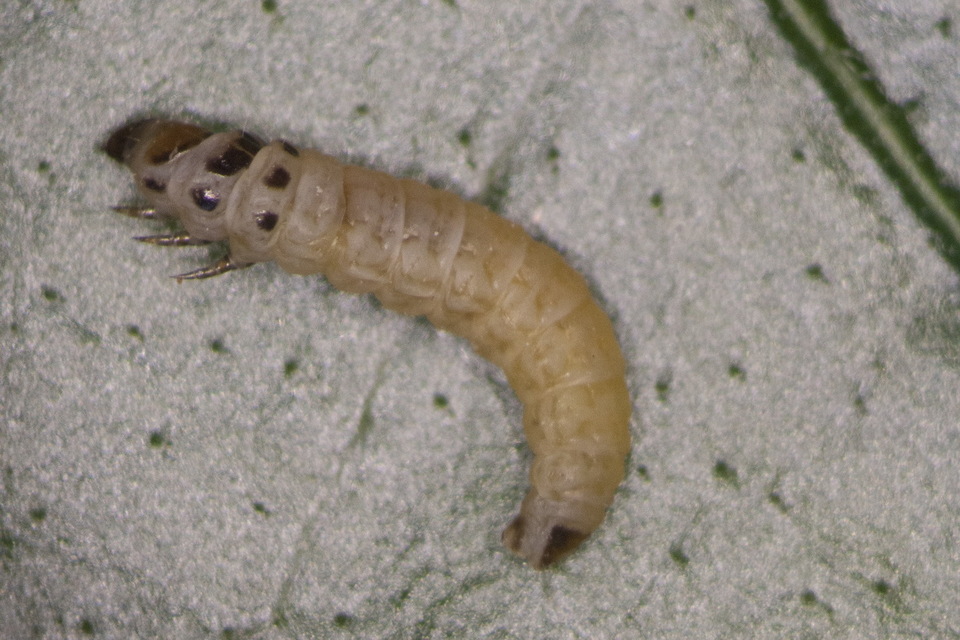 Coleophora impalella - bélmegyeri zsákosmoly