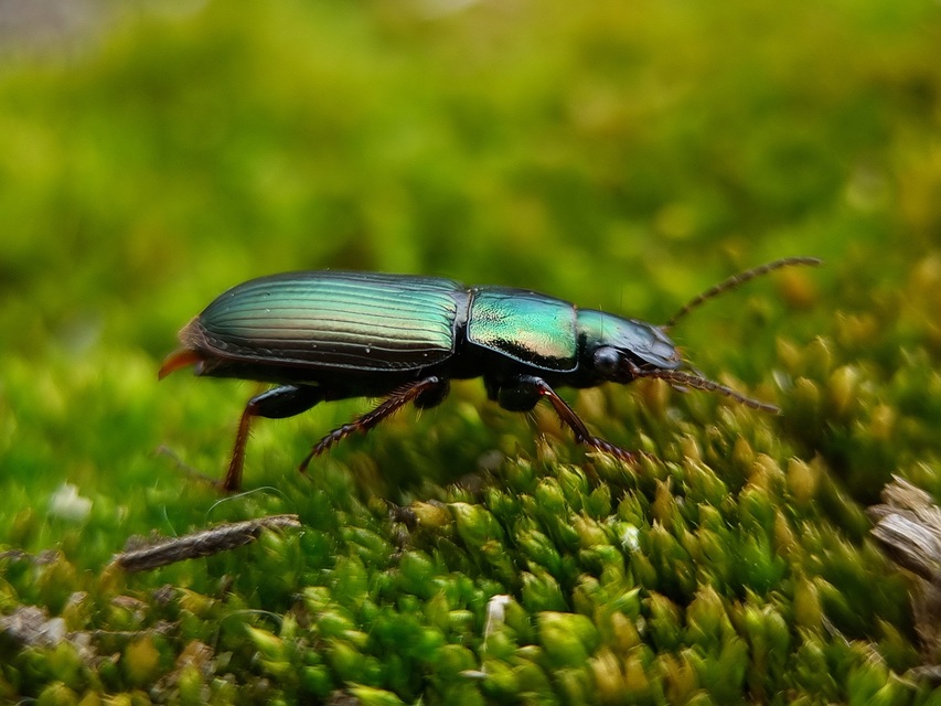 Harpalus distinguendus - mezei lomhafutó