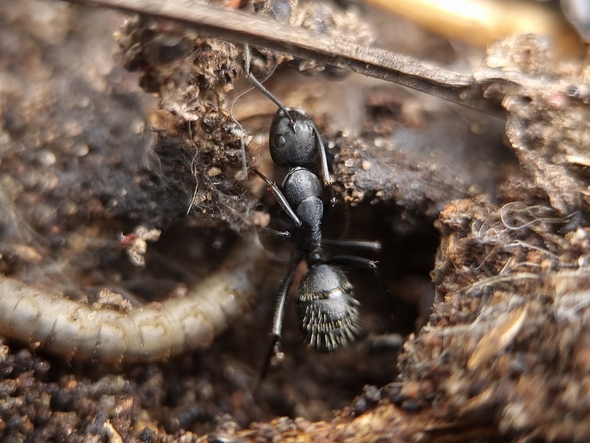 Camponotus vagus - fekete lóhangya
