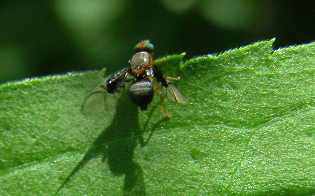 Anomoia purmunda
