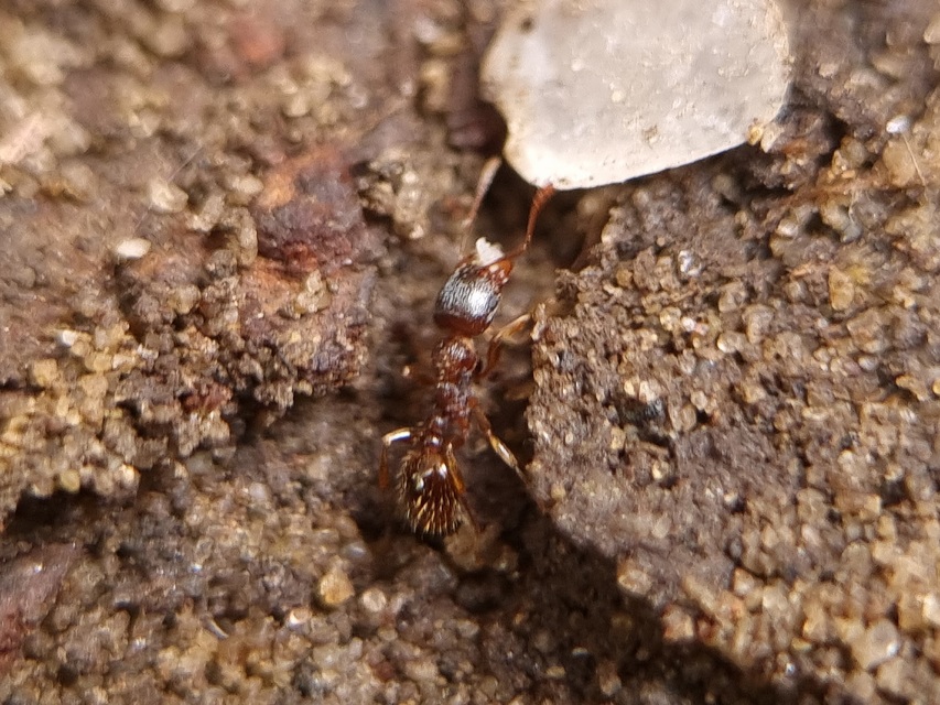 Tetramorium