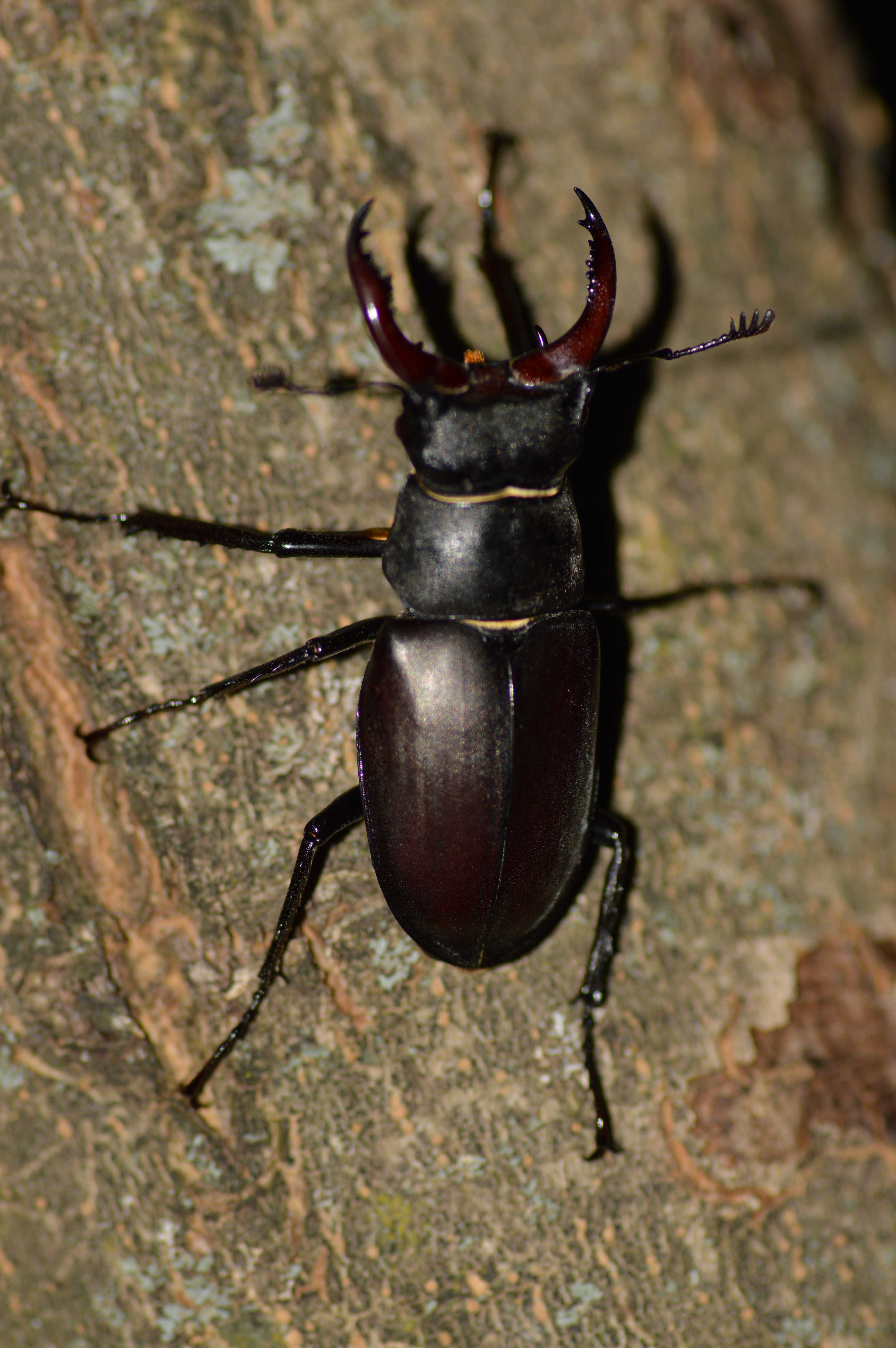 Lucanus cervus - nagy szarvasbogár Lucanus cervus - nagy szarvasbogár