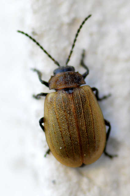 Galeruca pomonae - barna olajosbogár