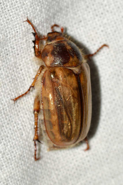 Amphimallon solstitiale - bordás sárgacserebogár