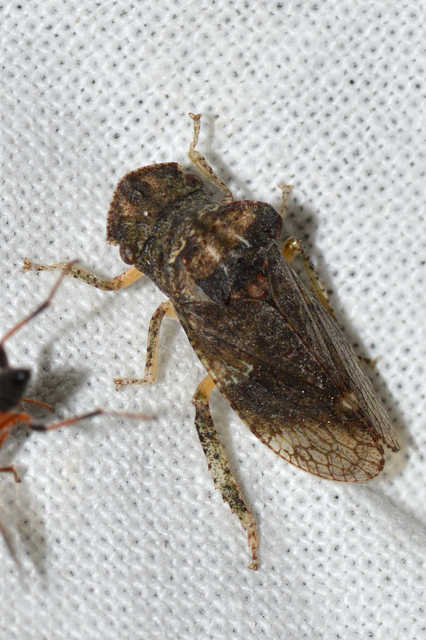 Ledra aurita - füleskabóca
