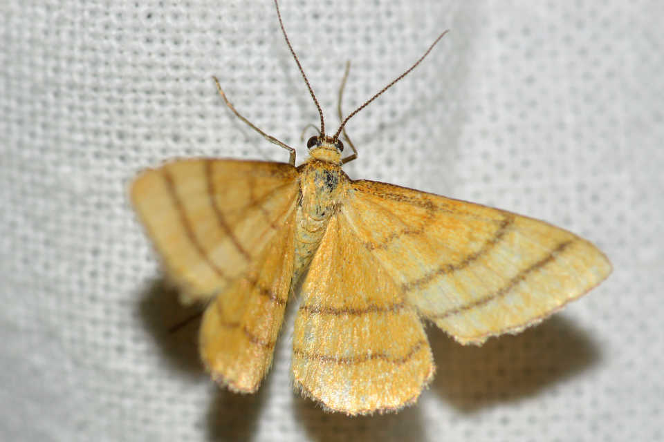 Idaea aureolaria - aranyos sávosaraszoló