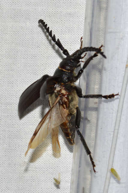 Prionus coriarius - csőszcincér