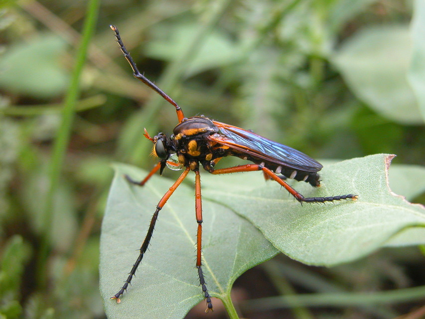 Molobratia teutonus