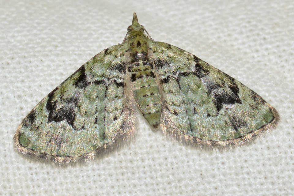 Chloroclystis v-ata - zöldes törpearaszoló