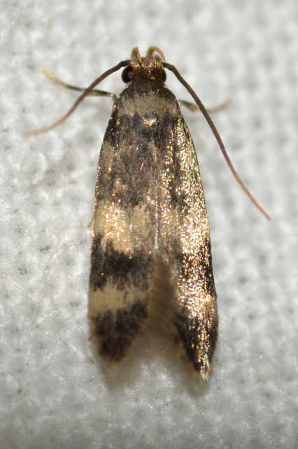 Oegoconia