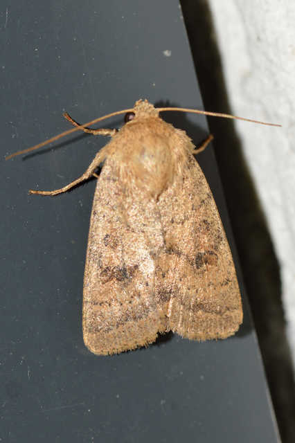 Hoplodrina octogenaria - barna selymesbagoly