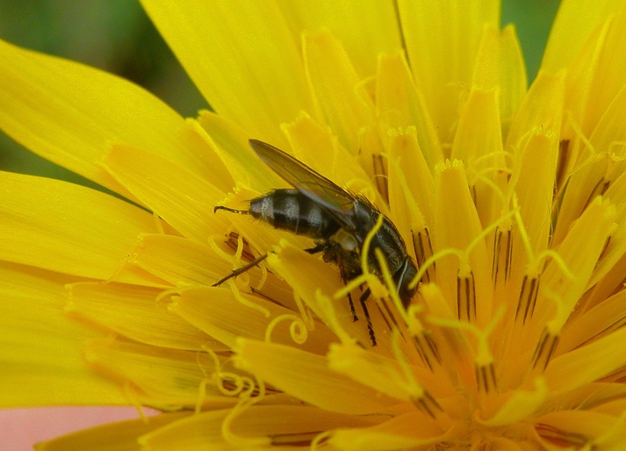 Stomorhina lunata - sáskaparazita légy