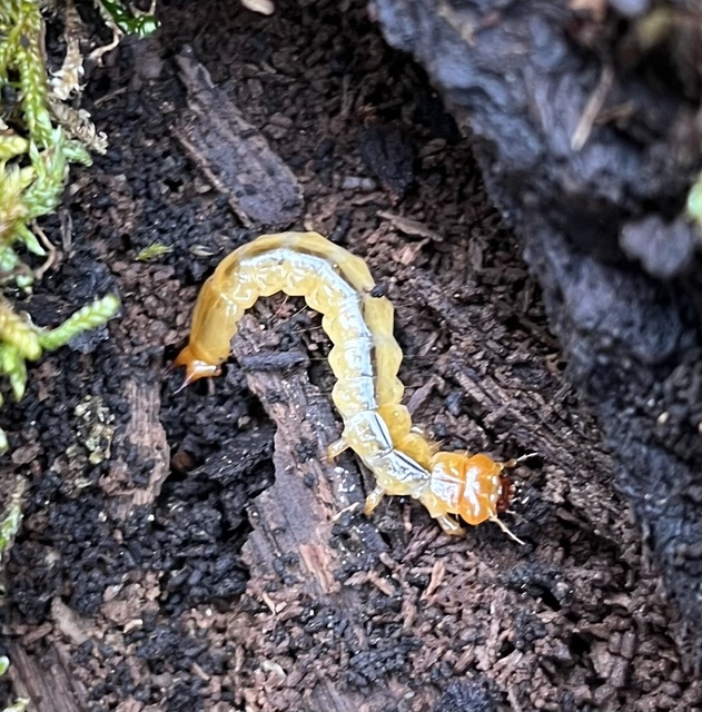 Pyrochroa coccinea - nagy bíborbogár