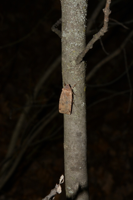Conistra veronicae - veronika-őszibagoly
