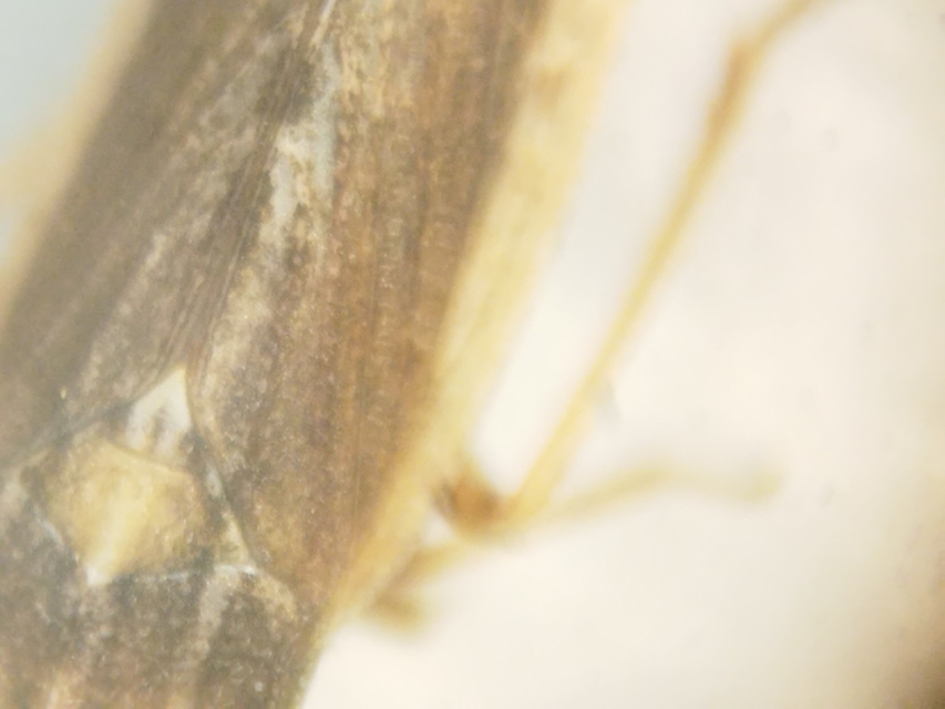 Eupelix cuspidata