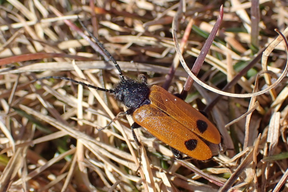 Apalus bimaculatus - kétfoltos élősdibogár