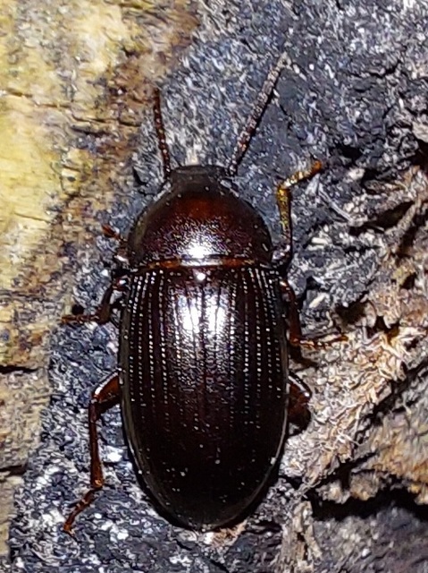 Nalassus dermestoides - rövidszárnyú gyászbogár