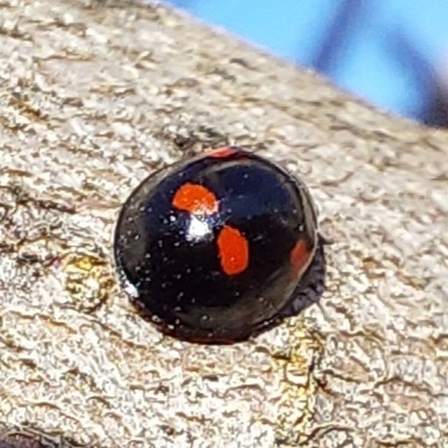 Exochomus quadripustulatus - négyfoltos szerecsenkata