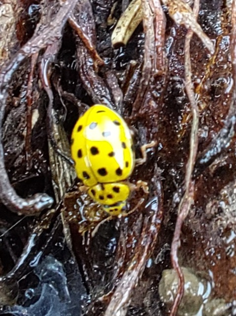 Psyllobora vigintiduopunctata - huszonkétpettyes katica