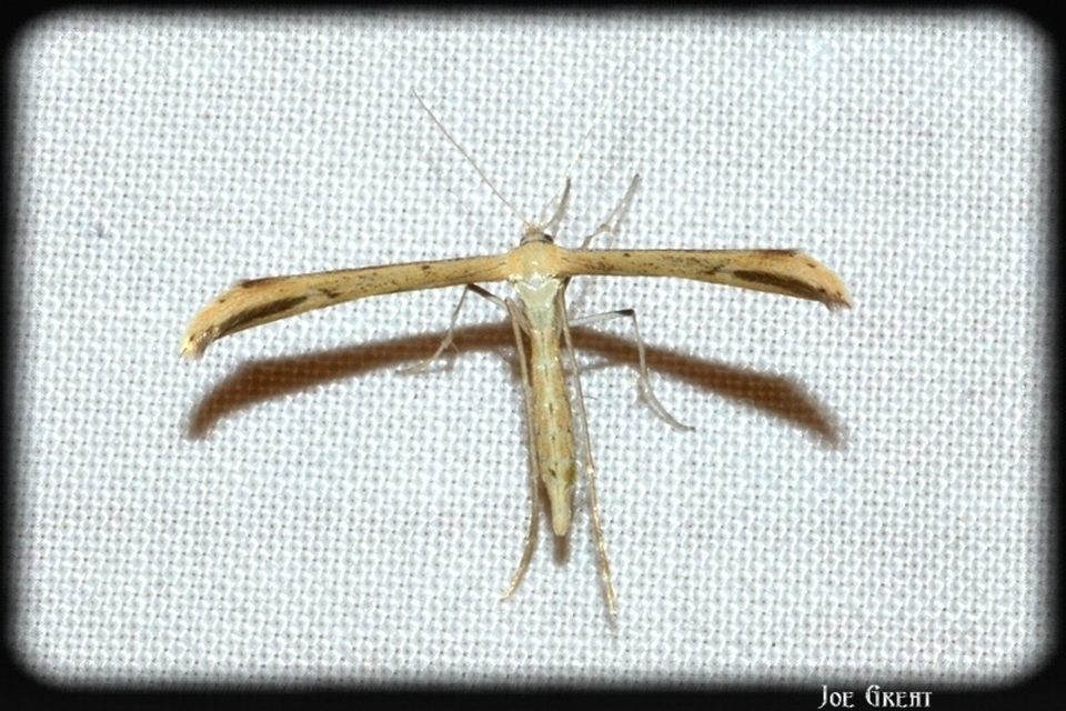 Pterophoridae - tollasmolyfélék