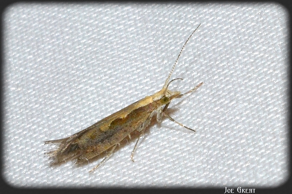 Plutella xylostella - káposztamoly